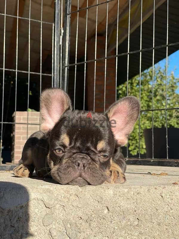 French Bulldog - Chocolate Tan Color From Europe 1