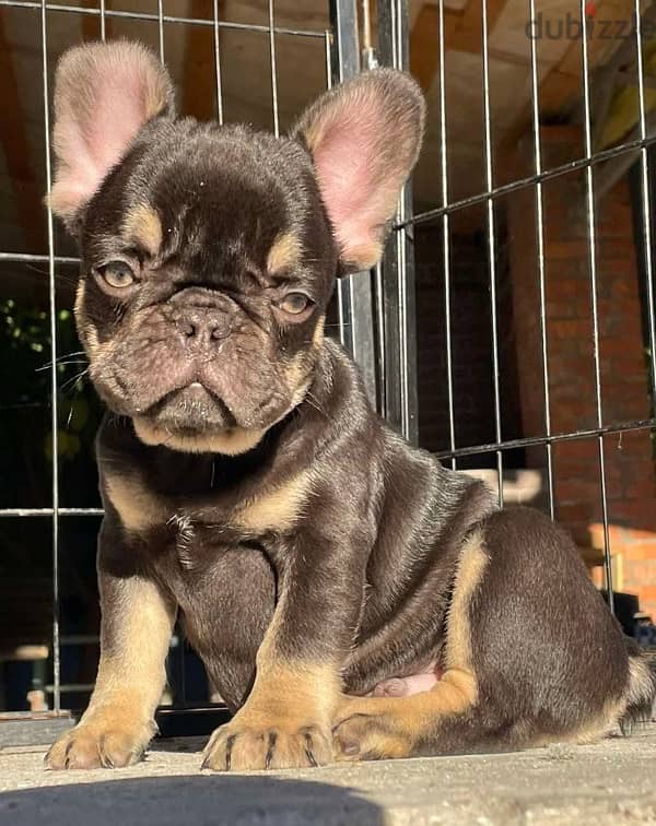 French Bulldog - Chocolate Tan Color From Europe 2