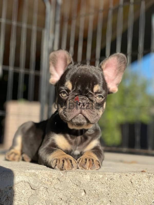 French Bulldog - Chocolate Tan Color From Europe 3