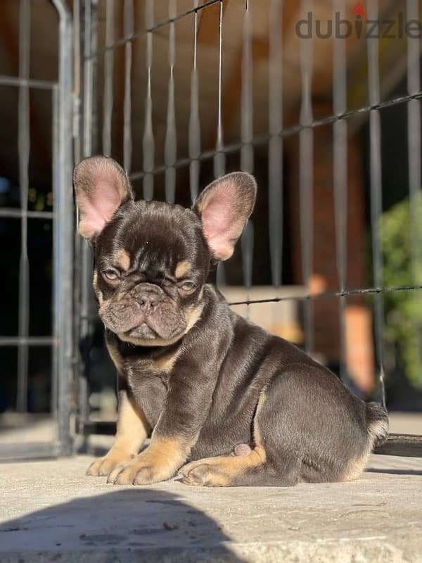 French Bulldog - Chocolate Tan Color From Europe 4