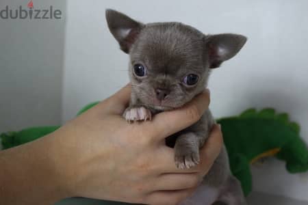 Chihuahua Dog Puppy Male Top Quality