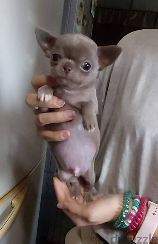 Chihuahua Dog Puppy Male Top Quality 1