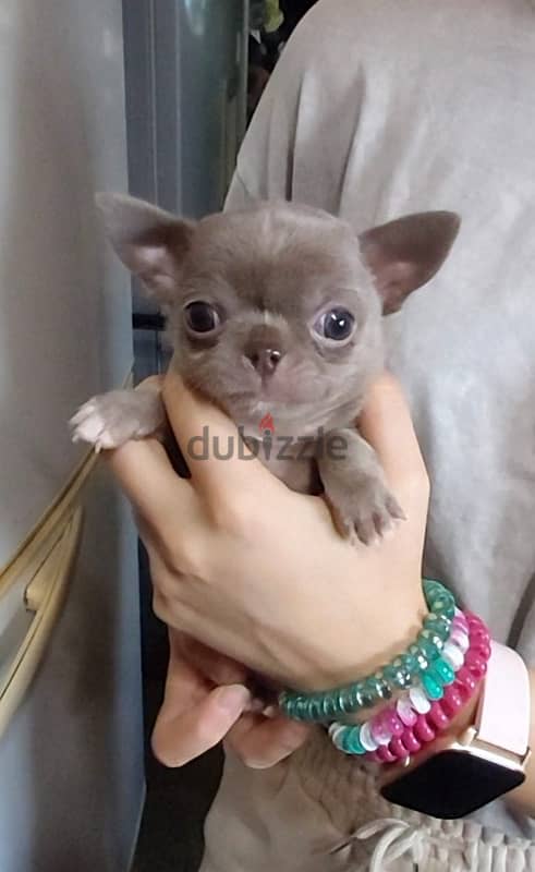 Chihuahua Dog Puppy Male Top Quality 2