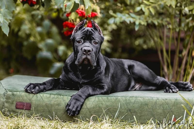 Cane Corso Dog From Europe With All Documents 0