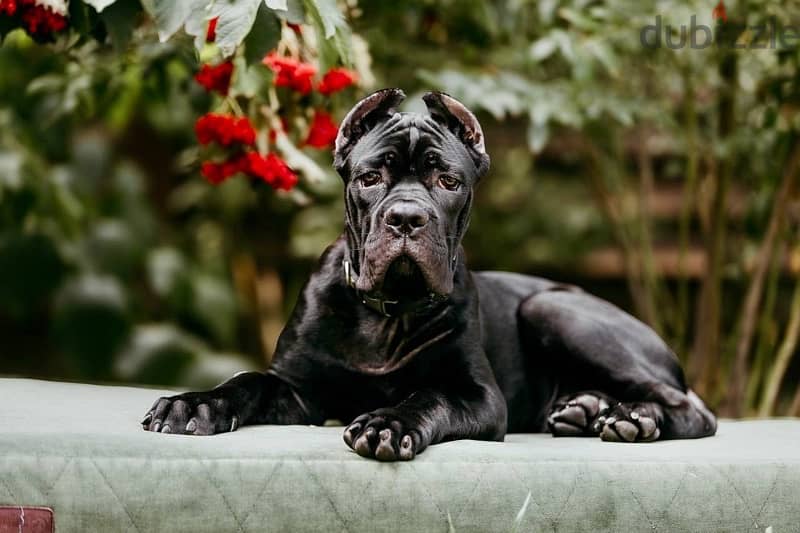 Cane Corso Dog From Europe With All Documents 1