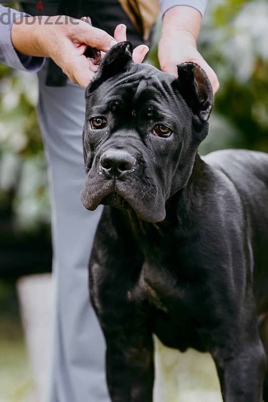 Cane Corso Dog From Europe With All Documents 2