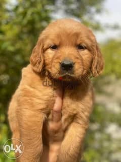 جولدن ريتريفرgolden retriever 0