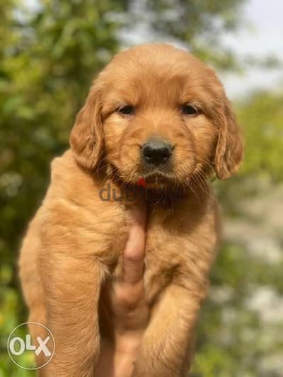 جولدن ريتريفرgolden retriever