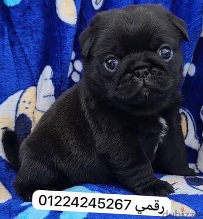 black pug