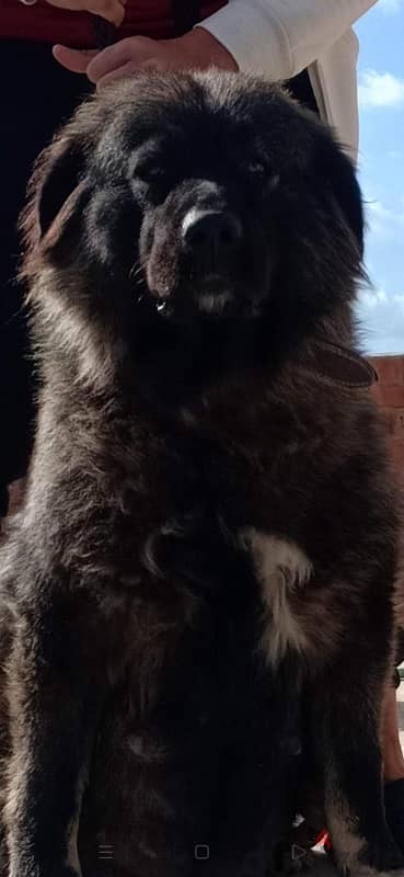 caucasian shepherd imported from ukraine