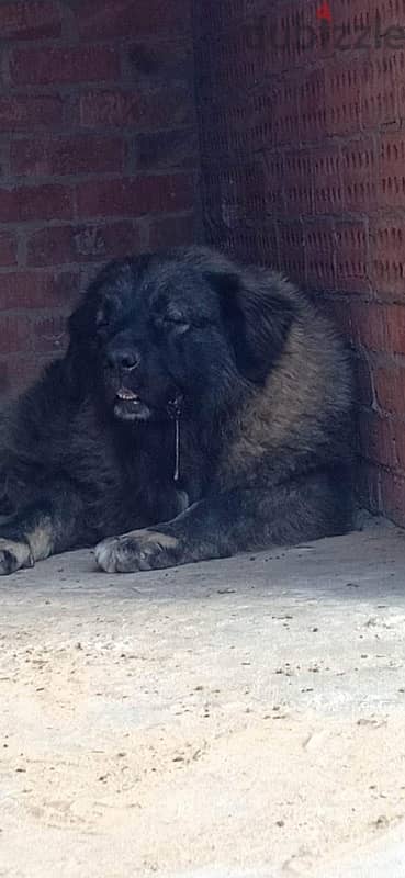 caucasian shepherd imported from ukraine 1