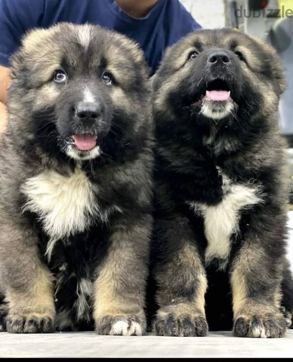 caucasian shepherd imported from ukraine 2