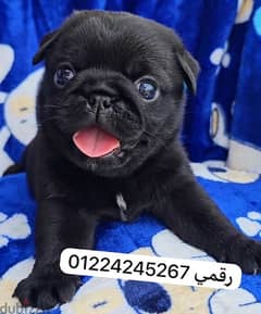 black pug puupy 0