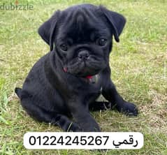 بلاك black pug 45 days 0