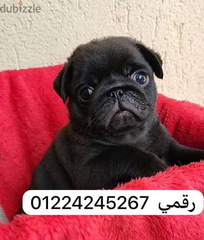 pug_black45days_pug