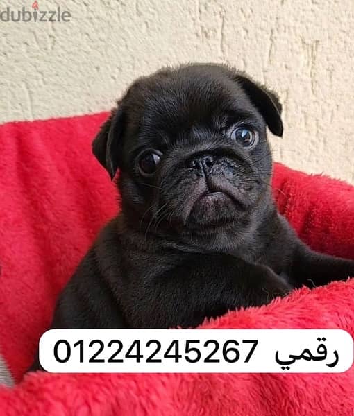 pug_black45days_pug 0