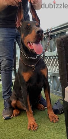 imported male Doberman دوبرمان مستورد منتج 0