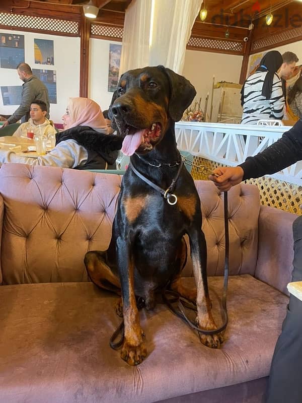 imported male Doberman دوبرمان مستورد منتج 1