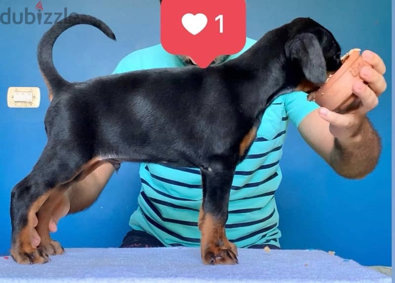 imported male Doberman دوبرمان مستورد منتج 2