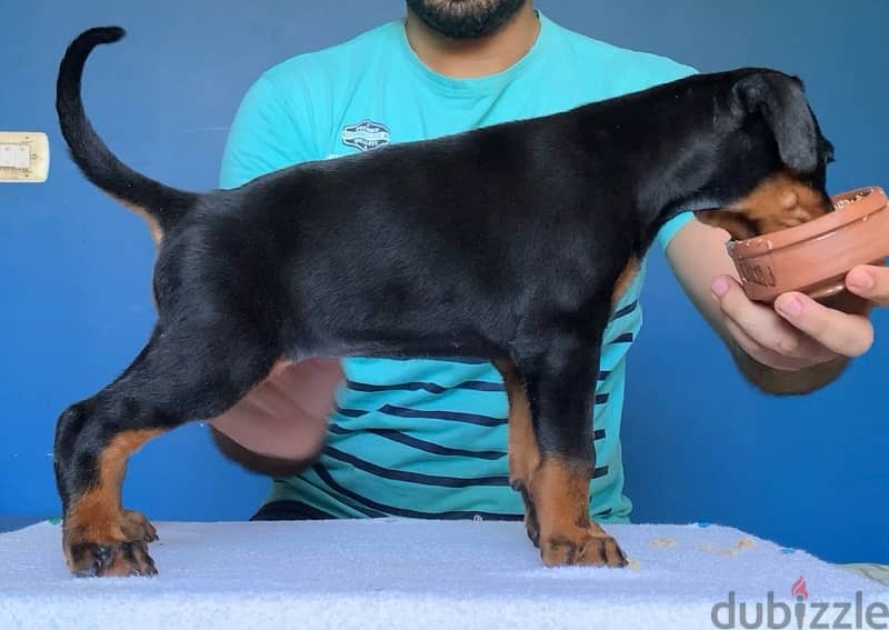 imported male Doberman دوبرمان مستورد منتج 3