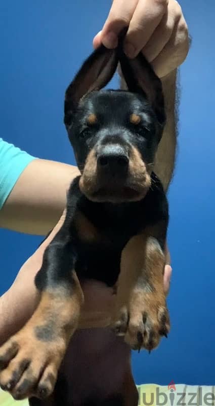 imported male Doberman دوبرمان مستورد منتج 4