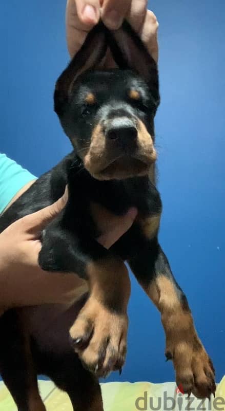 imported male Doberman دوبرمان مستورد منتج 5