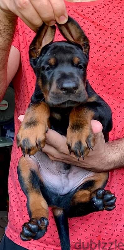 imported male Doberman دوبرمان مستورد منتج 6