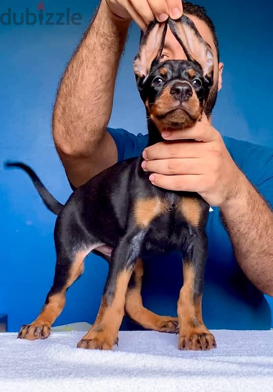 imported male Doberman دوبرمان مستورد منتج 7