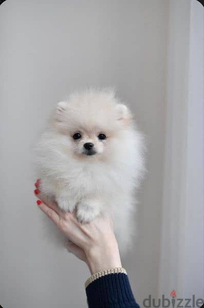 تيكب بومرينيان اهالى بومرنيان مستوردين Teacup Pomeranian