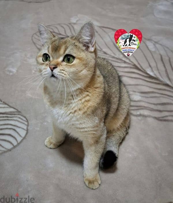 أنثى سكوتش سترايت Scottish Fold 2