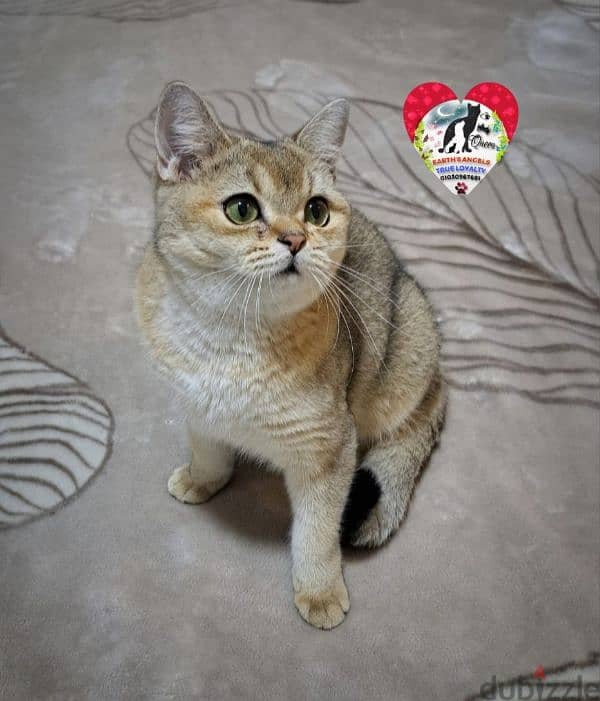 أنثى سكوتش سترايت Scottish Fold 3