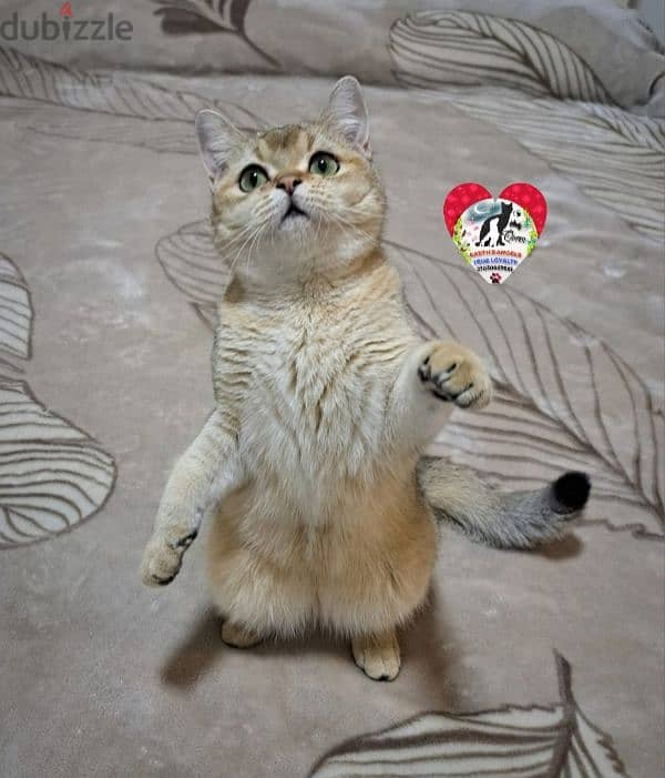 أنثى سكوتش سترايت Scottish Fold 5