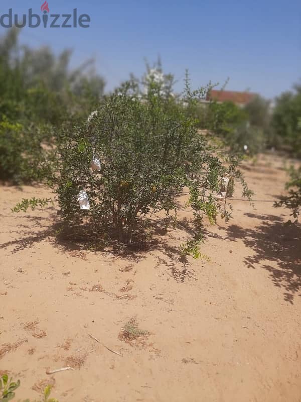 مزرعة للبيع داخل مجمع مزارع شركة الاتحاد للانتاج الزراعي مساحة ١ فدان 7