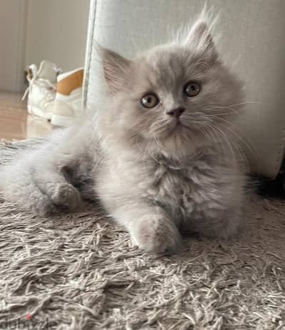 scottish fold kitten سكوتش فولد