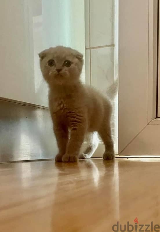 scottish fold kitten سكوتش فولد 2