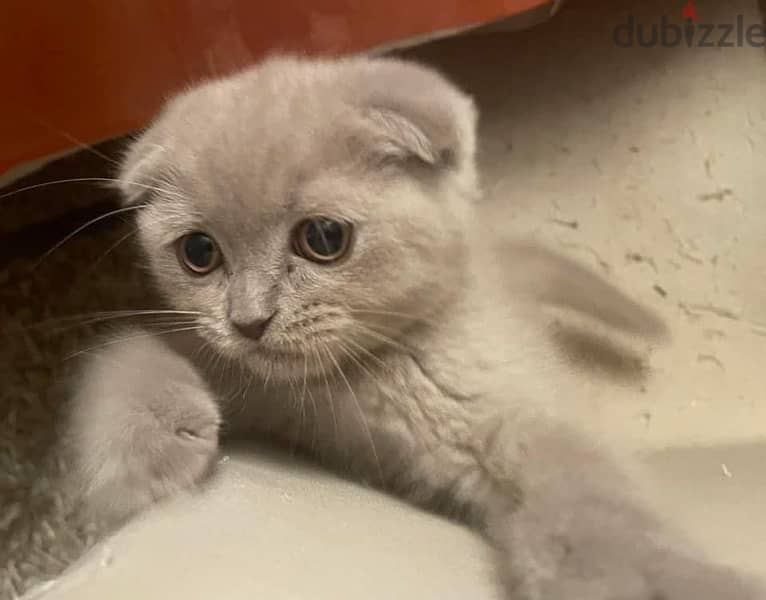 scottish fold kitten سكوتش فولد 3