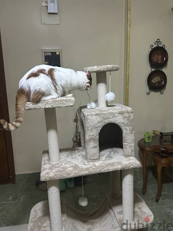 cat tree 1