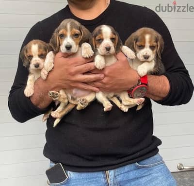 Beagles Puppies