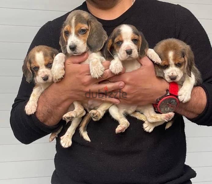 Beagles Puppies 1