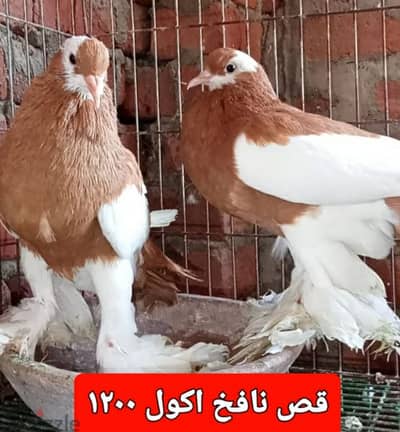 مجموعة حمام زينة للبيع للتصفية