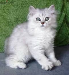 British longhair kitten 55 days بريتش 0