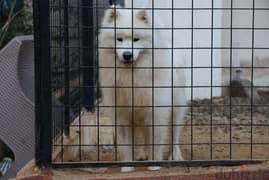 اجمد دكر سامويد فمصر samoyed male 0