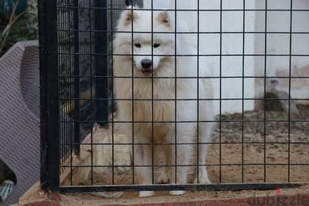 اجمد دكر سامويد فمصر samoyed male