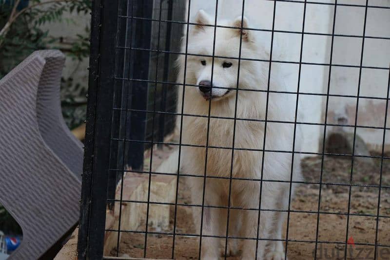 اجمد دكر سامويد فمصر samoyed male 1