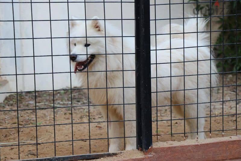 اجمد دكر سامويد فمصر samoyed male 2