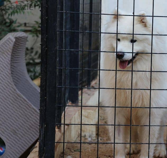 اجمد دكر سامويد فمصر samoyed male 3