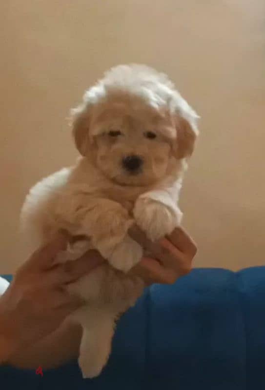 maltipoo 1