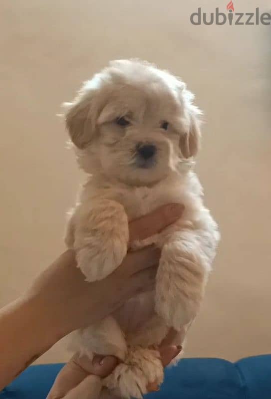 maltipoo 2