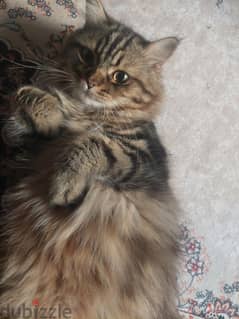 male persian cat for adoption 0