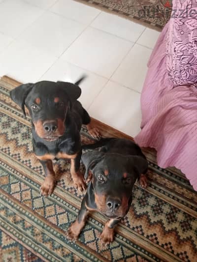 Purebred Rottweiler Puppies for Sale/جراء روتويلر أصيلة للبيع